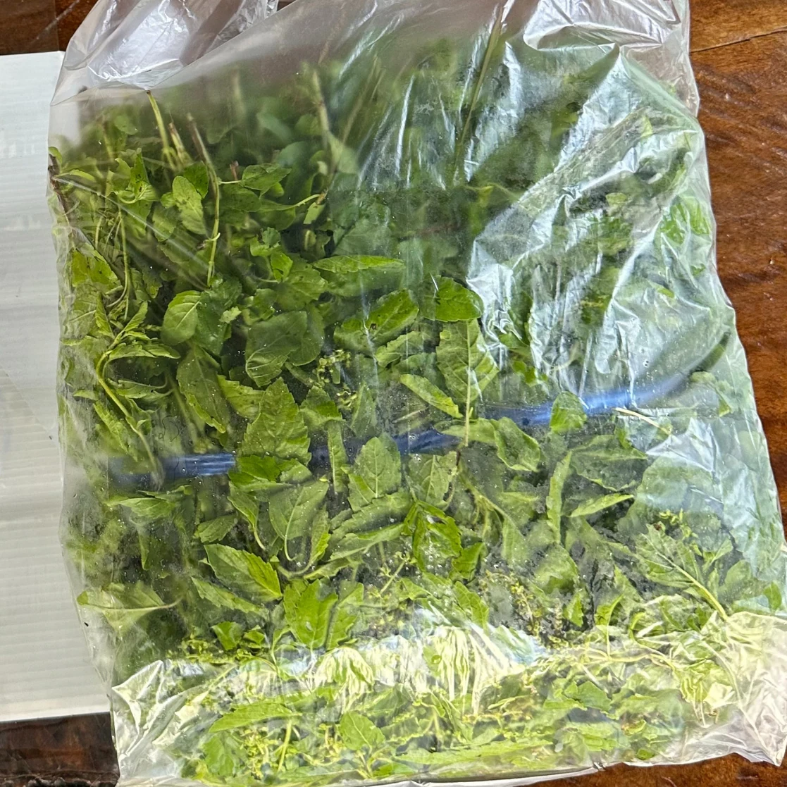กะเพรา