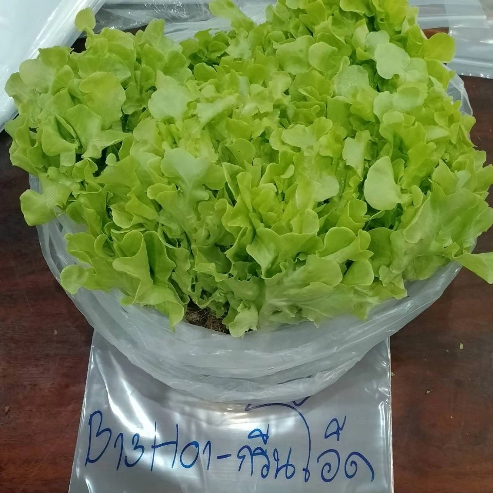 กรีนโอ๊ค