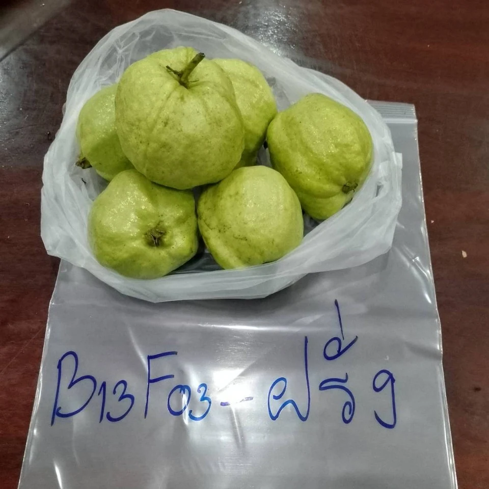 ฝรั่ง