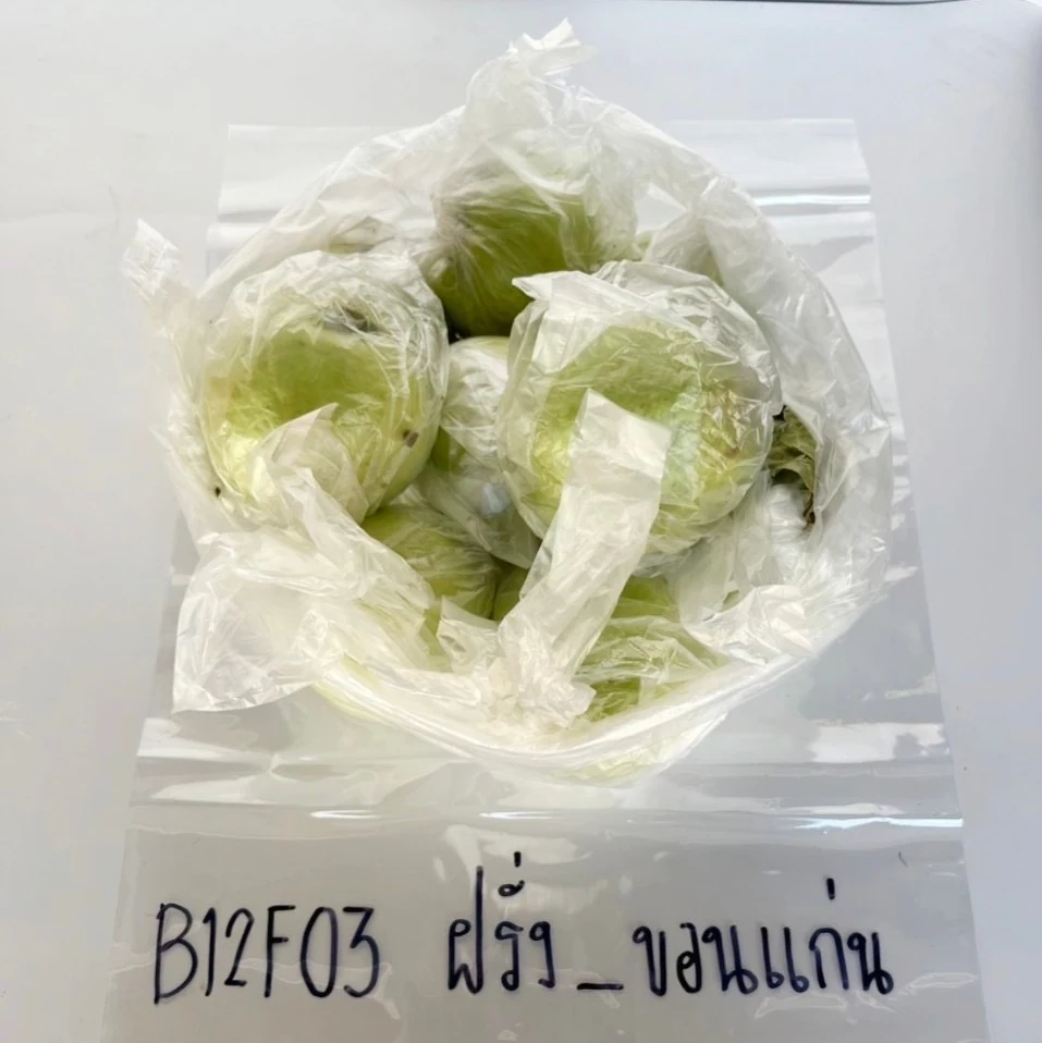 ฝรั่ง