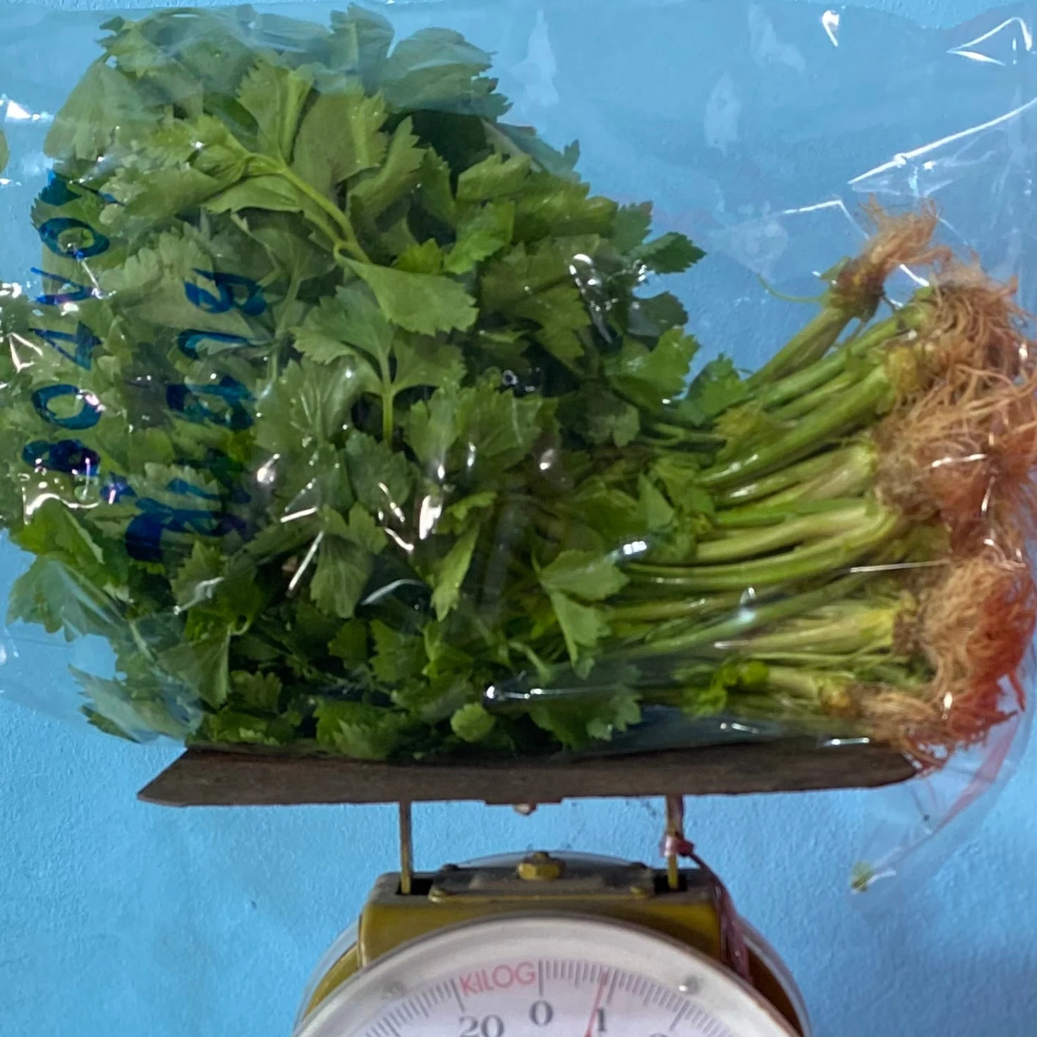 ขึ้นฉ่าย
